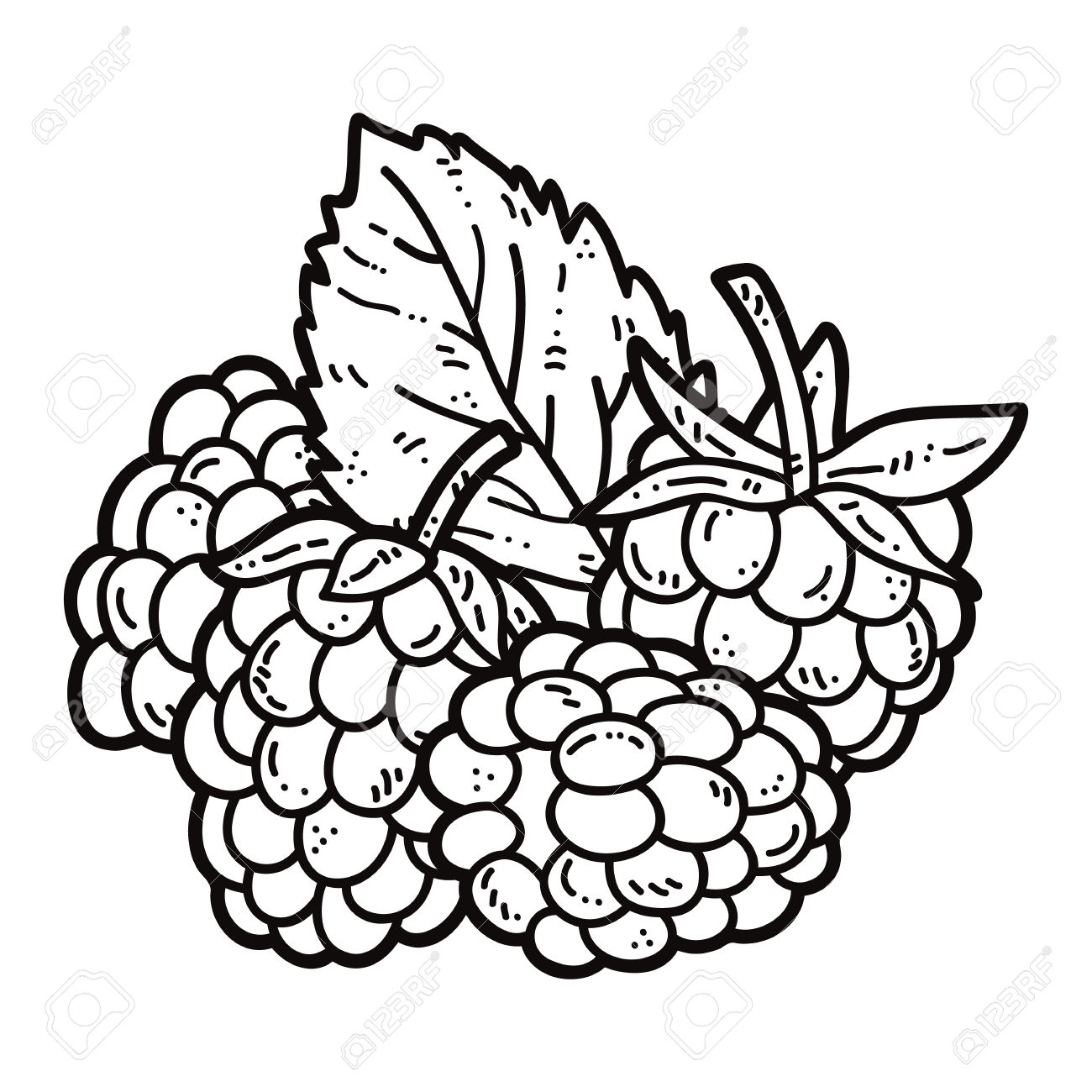 1300x1300 Fresh Raspberries Coloring Pages Design Printable Coloring Sheet
