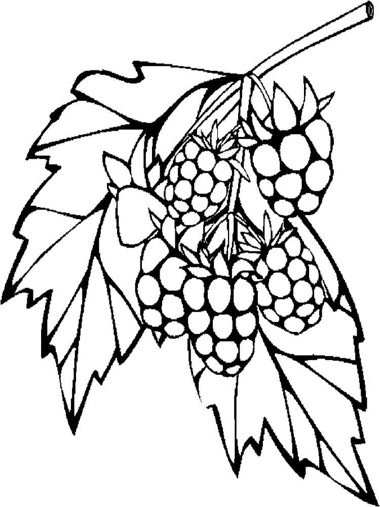 750x1000 Raspberries Coloring Pages. Download And Print Raspberries
