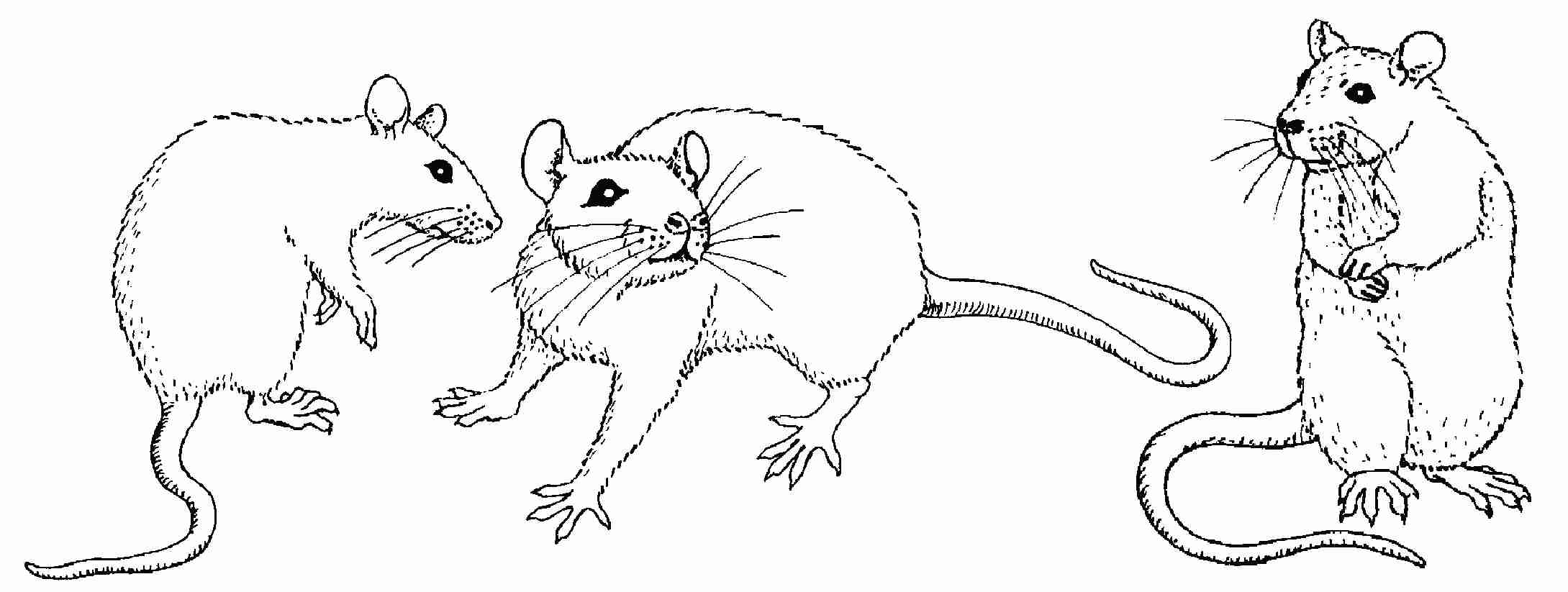 2179x823 Lab Rats Coloring Pages Ahmedmagdy Me Pleasing Olegratiy New Rat