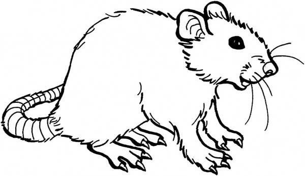 600x346 Rat Coloring Pages