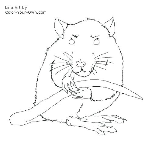 500x500 Rat Coloring Pages Cute Rat Coloring Pages Botcompass.co