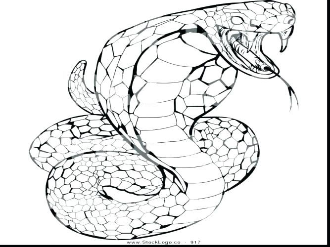 667x500 Western Diamondback Rattlesnake Coloring Pages Vanda