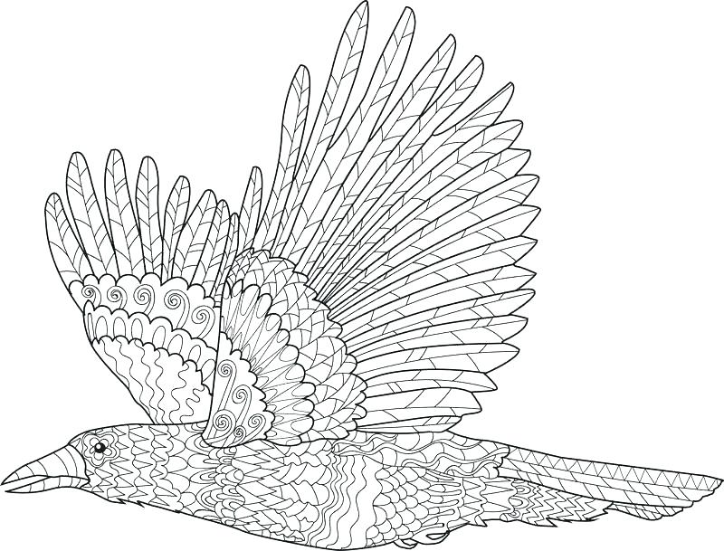 800x609 Ravens Coloring Pages Impair.co
