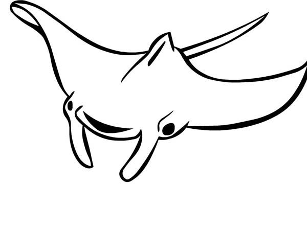 600x450 Manta Ray Outline Coloring Pages Coloring Sun Manta Ray Coloring