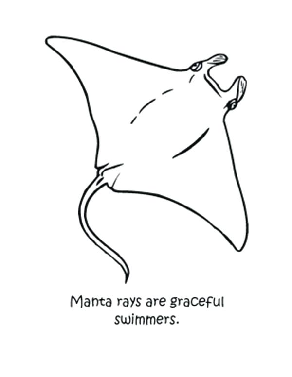 600x776 Manta Ray Coloring Page Largest Manta Ray Ever Graceful Coloring