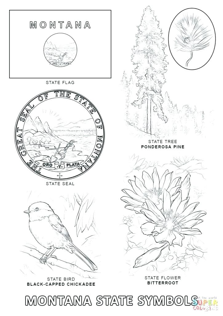 725x1024 Arkansas Coloring Pages State Flower Coloring Page State Coloring
