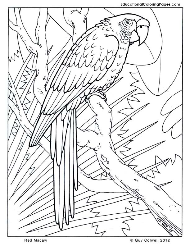 612x792 Detailed Animal Coloring Pages