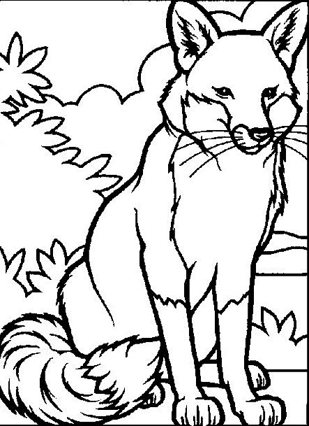 443x609 Animal Coloring Pages San New Real Animal Coloring Pages