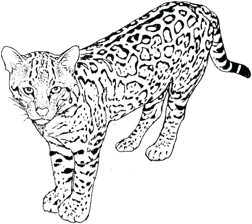 878x781 Cat Coloring Pages The Cat Animation Coloring Page Resize Pages