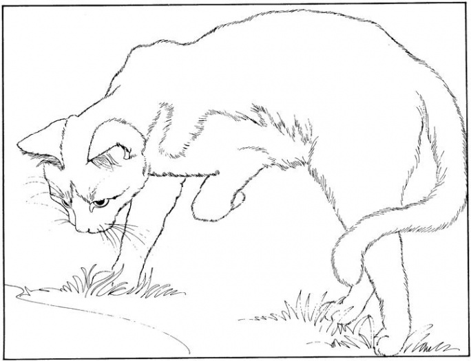684x525 Free Printable Realistic Cat Coloring Pages
