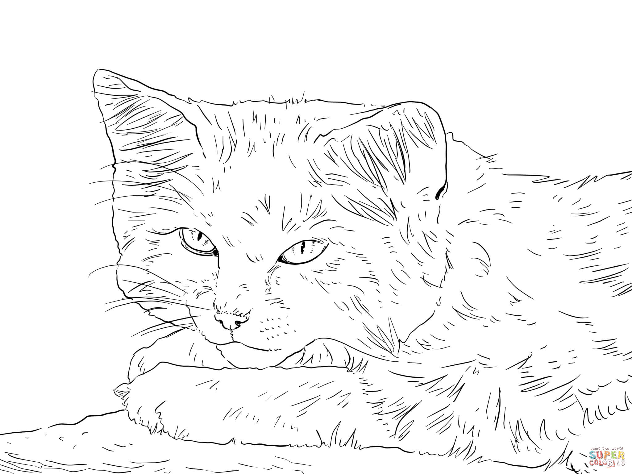 2048x1536 Realistic Kitten Coloring Pages