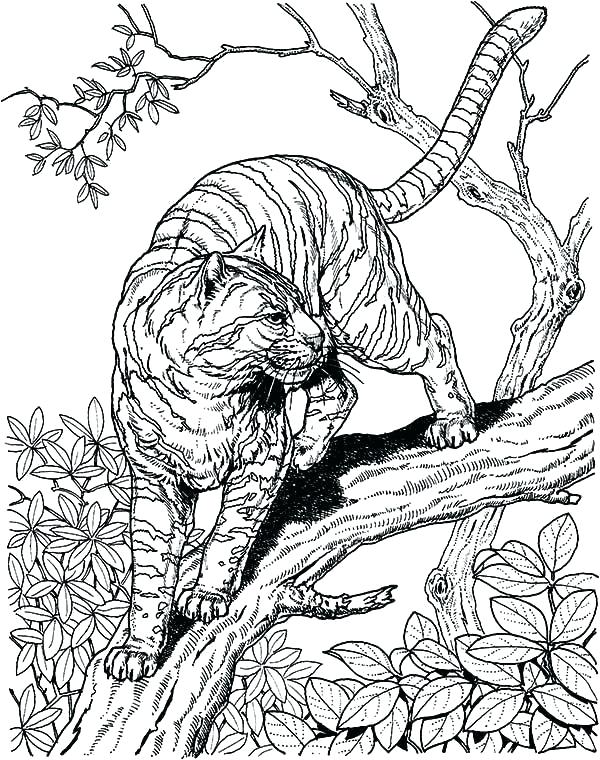 600x760 Big Cats Coloring Pages Impair.co