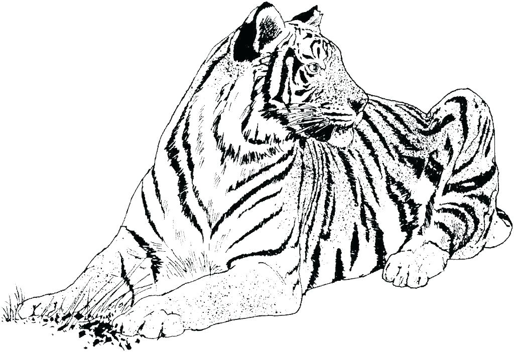 1024x702 Big Cat Coloring Pages Realistic Cat Coloring Pages Cats Coloring