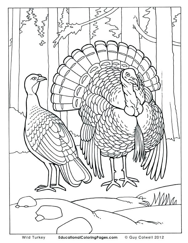 612x792 Real Animal Coloring Pages Medium Size Of Real Coloring Page