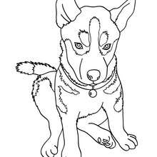 220x220 Maltese Dog Puppy Coloring Pages