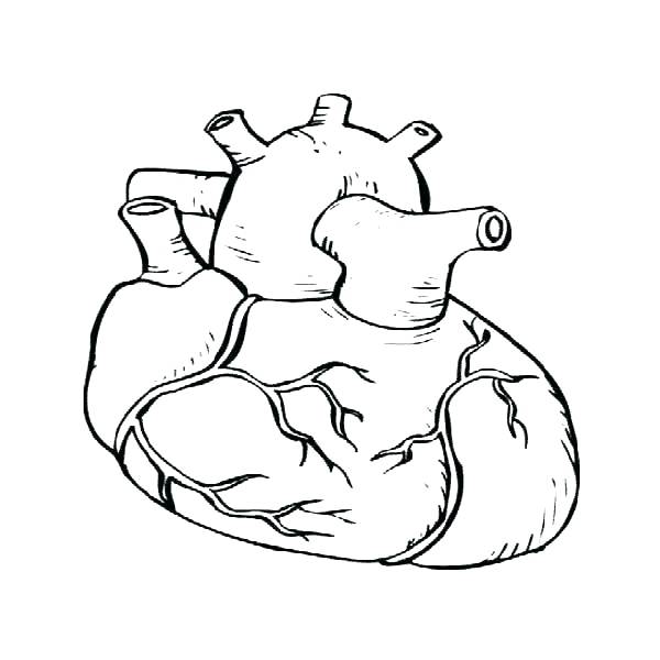600x600 Heart Anatomy Coloring Pages Human Heart Coloring Pages This Is