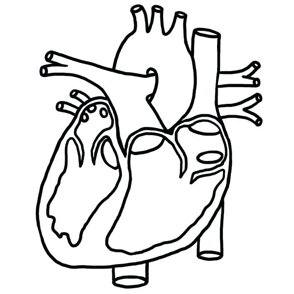 600x600 Real Heart Coloring Pages Human Heart Coloring Pages Classy
