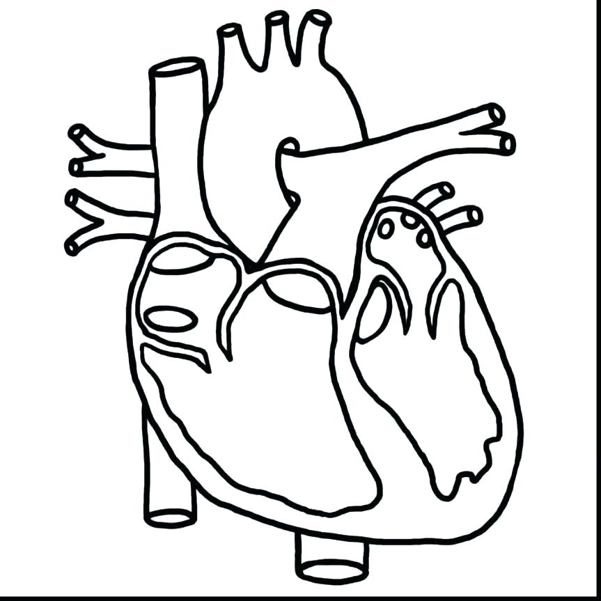 863x863 Human Heart Coloring Pages
