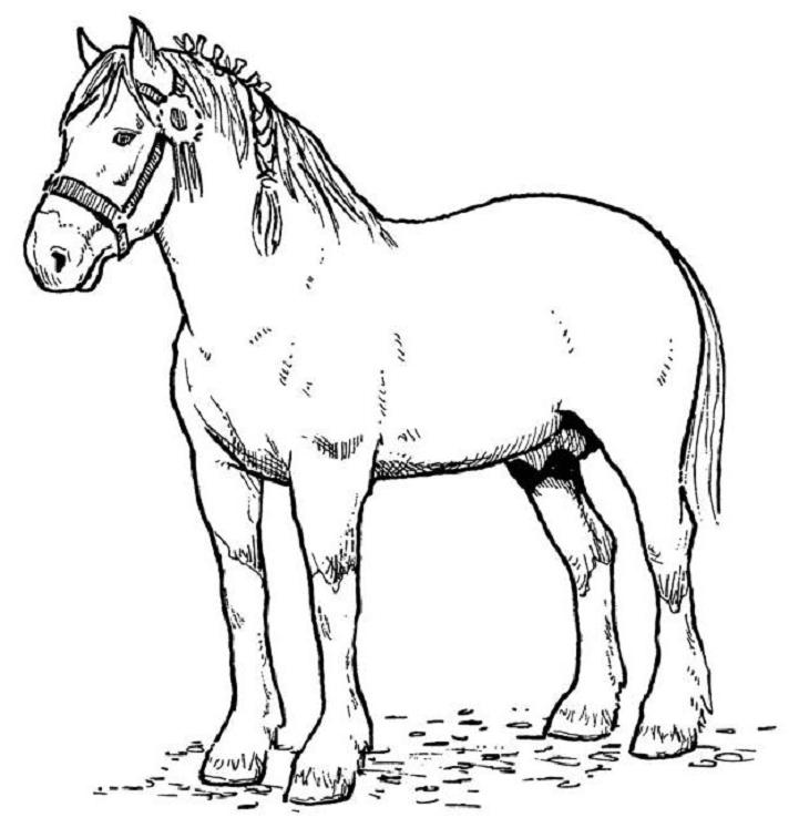 721x747 Free Printable Horse Coloring Pages For Kids