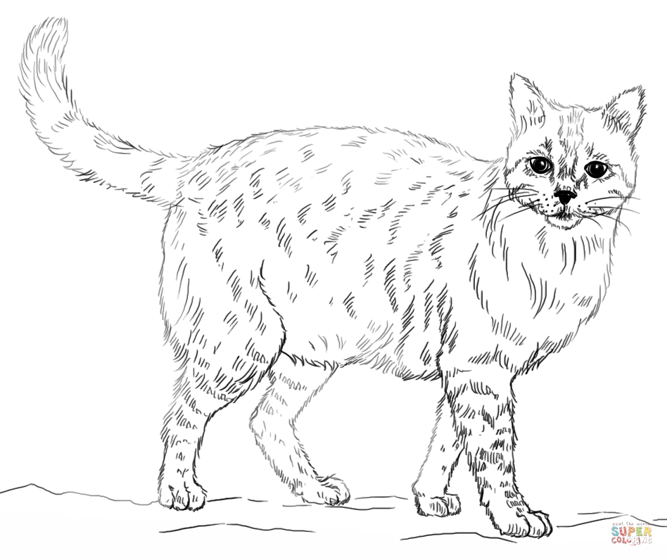 948x796 Real Kitten Coloring Pages Blomqvist.us