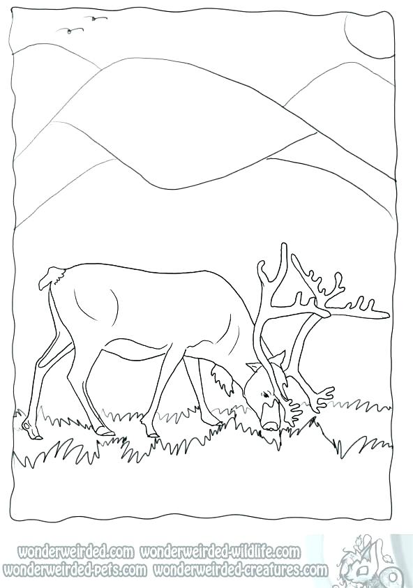592x843 Real Animal Coloring Pages Animals Coloring Pages For Adults