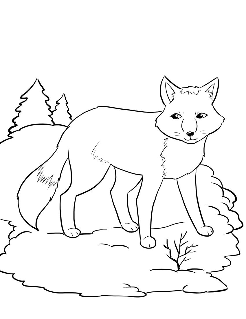 850x1100 Amazing Winter Animal Coloring Sheets U Color Bros Pic Of Real