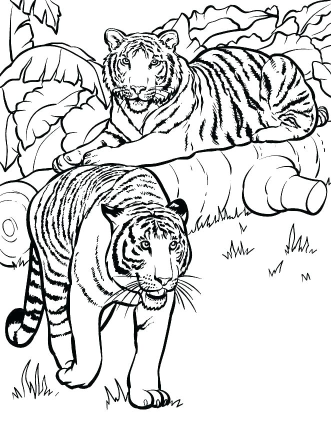 662x842 Wild Animal Coloring Pages Cute Baby Animal Coloring Pages