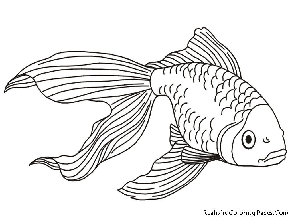 Realistic Animal Coloring Pages