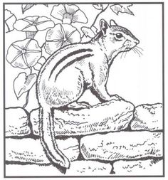 236x253 Printable 48 Realistic Animal Coloring Pages 3629