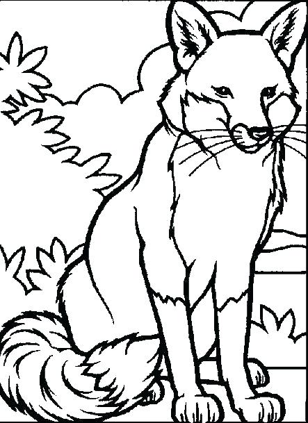 443x609 Real Animal Coloring Pages Baby Real Animal Coloring Pages