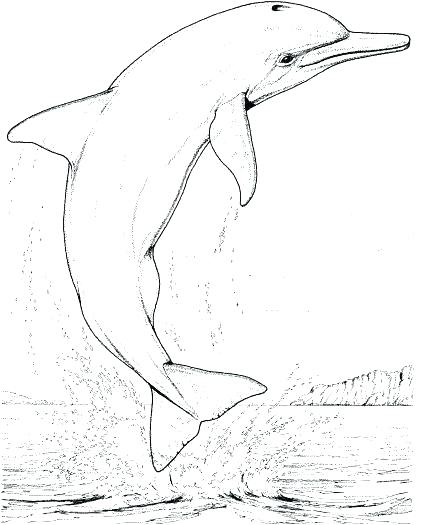 422x525 Realistic Animal Coloring Pages 11