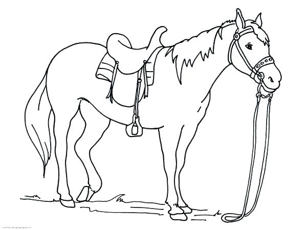 600x450 Realistic Animal Coloring Pages Or Coloring Pages Animals