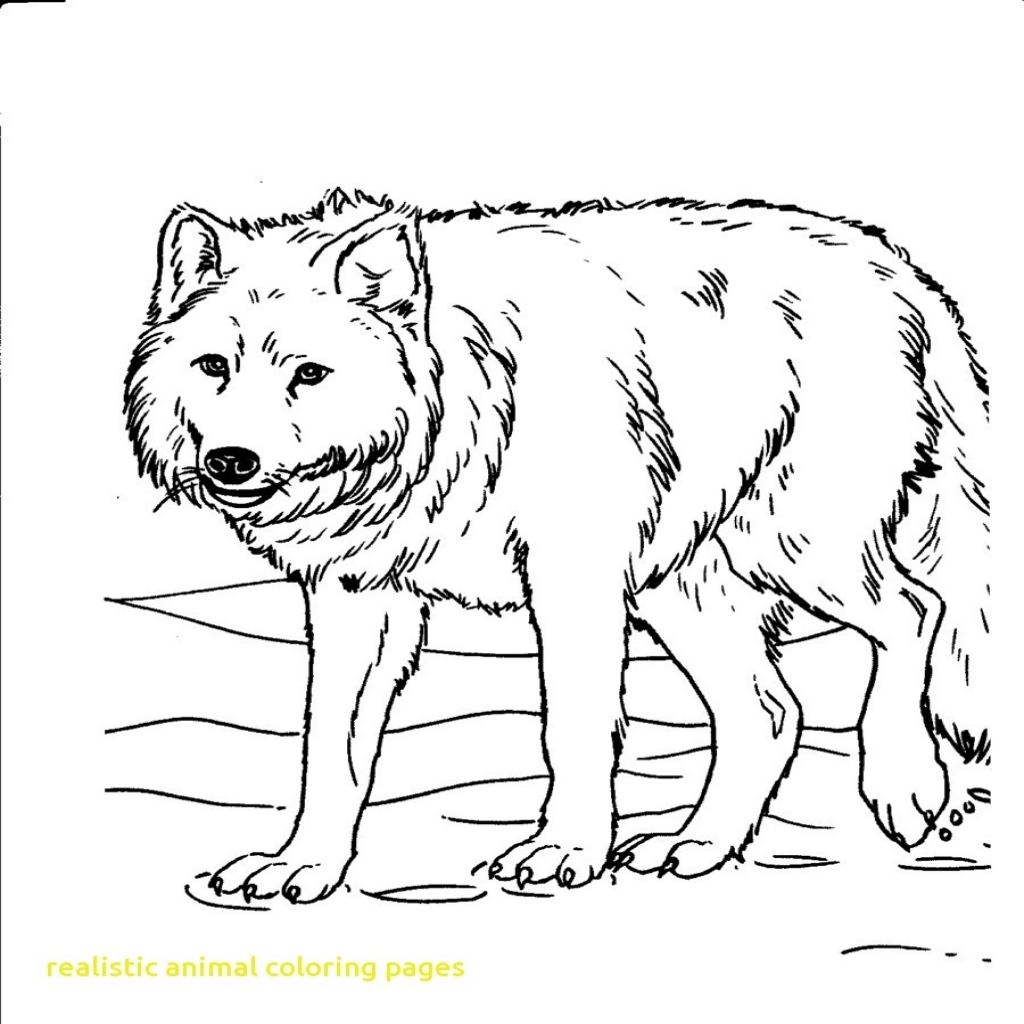 1024x1024 Realistic Animal Coloring Pages With Get This Giraffe Coloring