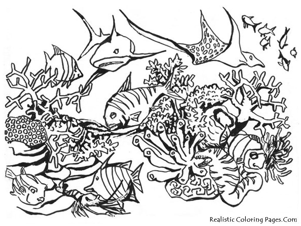 1024x768 Realistic Animal Coloring Pages Animals 05 Classroom Ideas