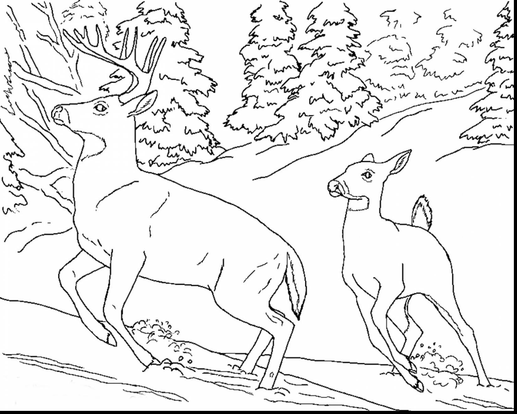 1650x1320 Realistic Animal Coloring Pages Awesome With Ribsvigyapan Free