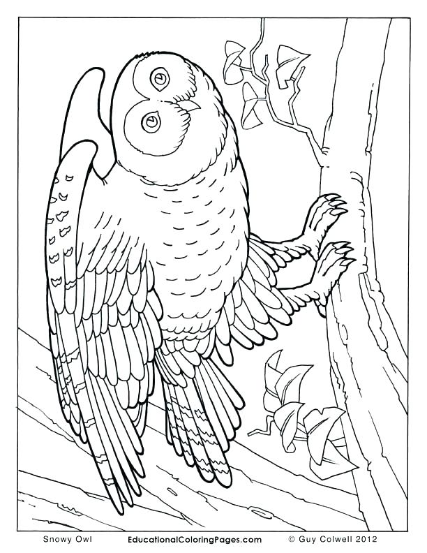 612x792 Realistic Animal Coloring Pages