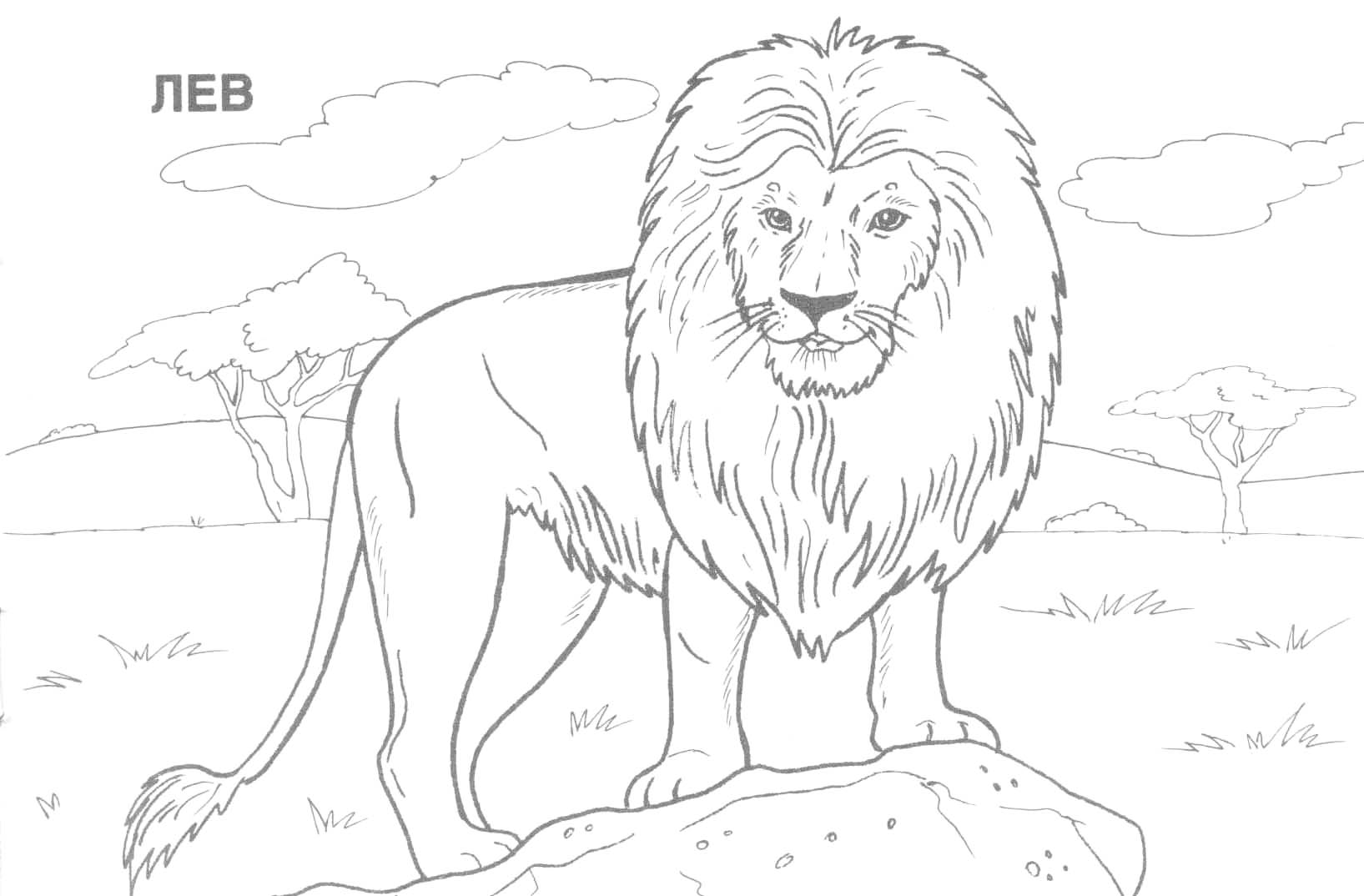1635x1074 Big Realistic Animal Coloring Pages Free Print