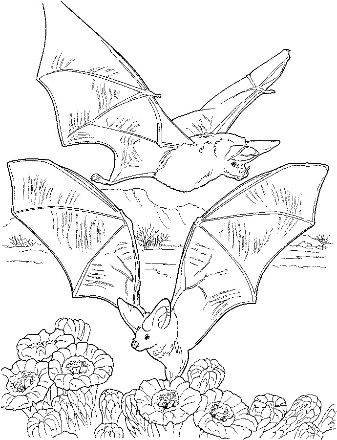 690x900 Animal Coloring Pages Children's Best Activities