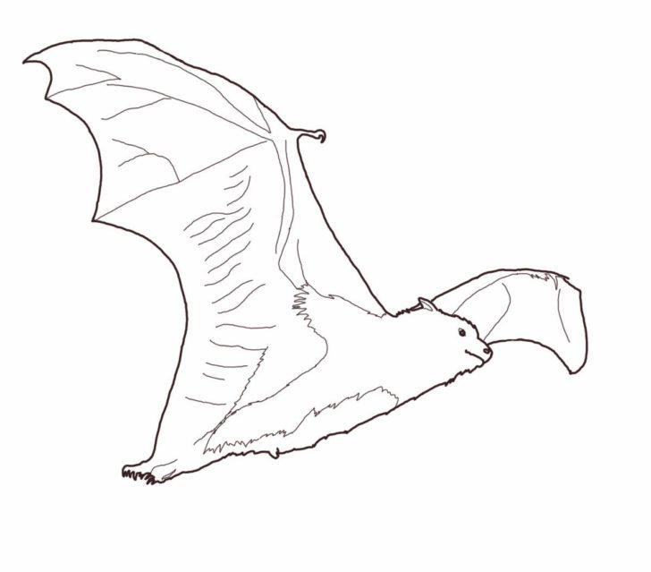 728x639 Coloring Pages Kids Page 29 Of 157 Kids Coloring Pages Site