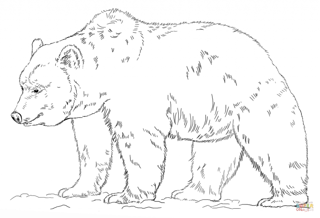 1024x697 Free Grizzly Bear Coloring Page