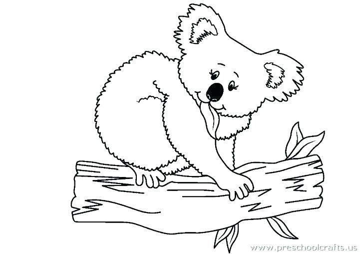 723x508 Koala Bear Coloring Pages Funny Koala Bear Coloring Page Realistic