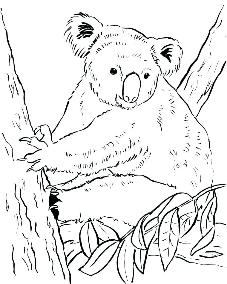 760x948 Koala Coloring Page Printable Koala Coloring Pages Bear Page Bell