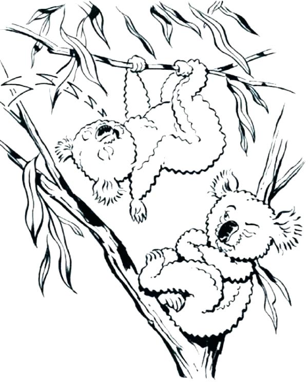600x750 Koala Coloring Pages Koala Coloring Pages Realistic Koala Bear