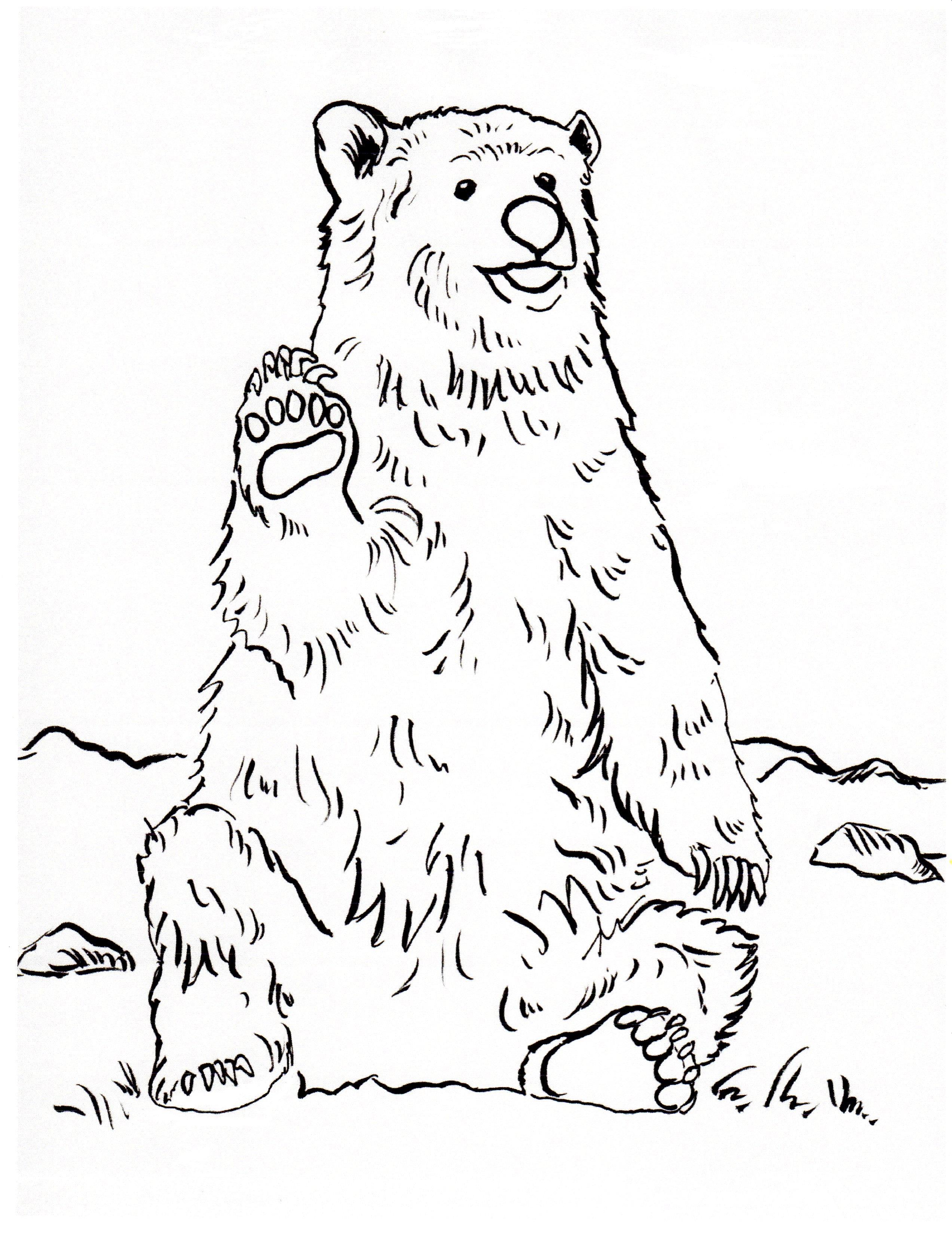 2545x3300 New Realistic Bear Coloring Pages