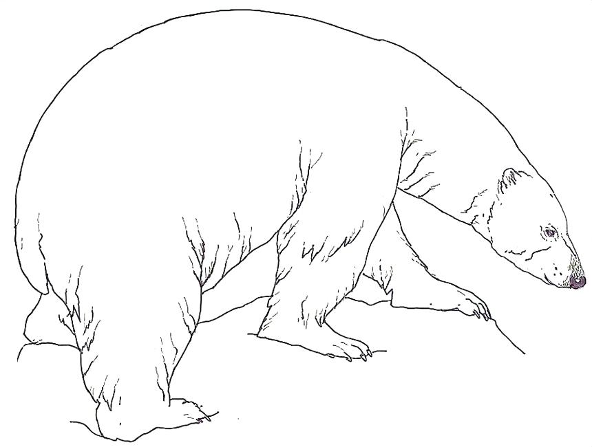 860x650 Polar Bear Coloring Pages Polar Bear Color Page Realistic Polar