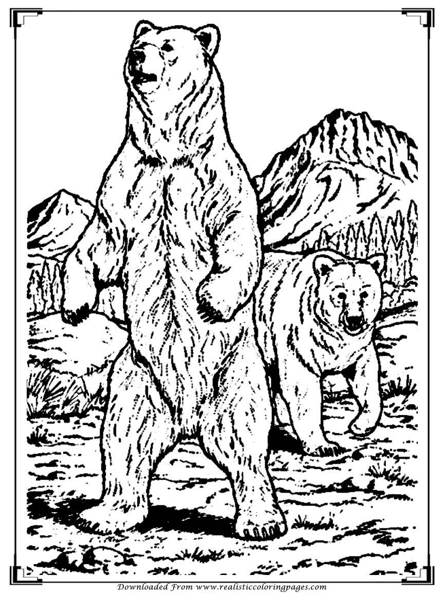 864x1152 Bear Coloring Pages For Adult Printable Realistic Coloring Pages