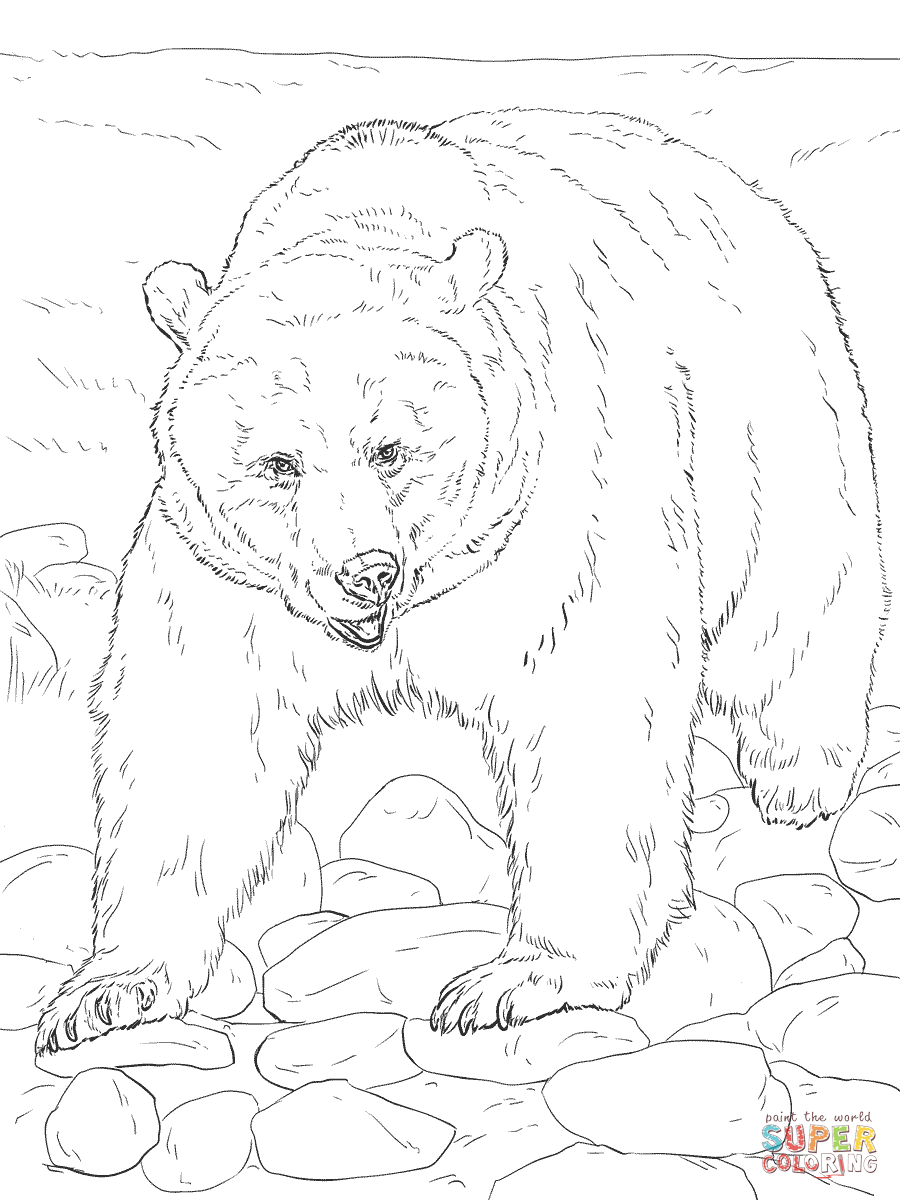 900x1200 Realistic Grizzly Bear Coloring Page Free Printable Coloring Pages