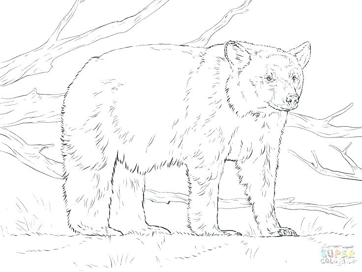 736x552 Black Bear Coloring Page Grizzly Bear Coloring Pages Grizzly Bear