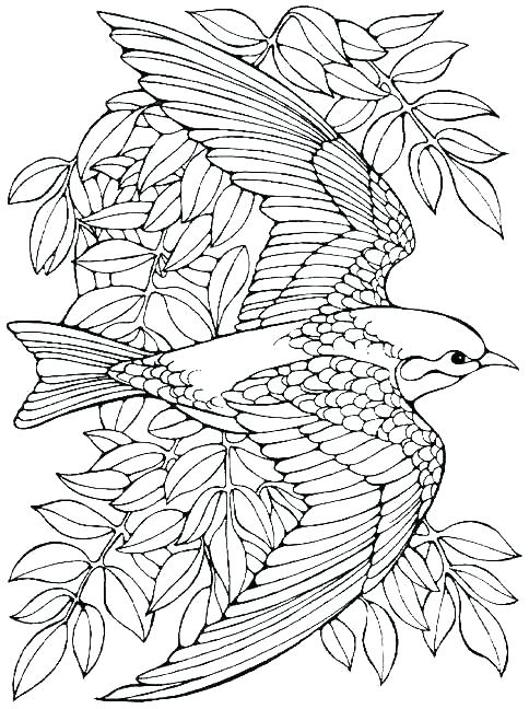 484x648 Coloring Pages For Birds Free Coloring Pages Of Birds Cute Bird