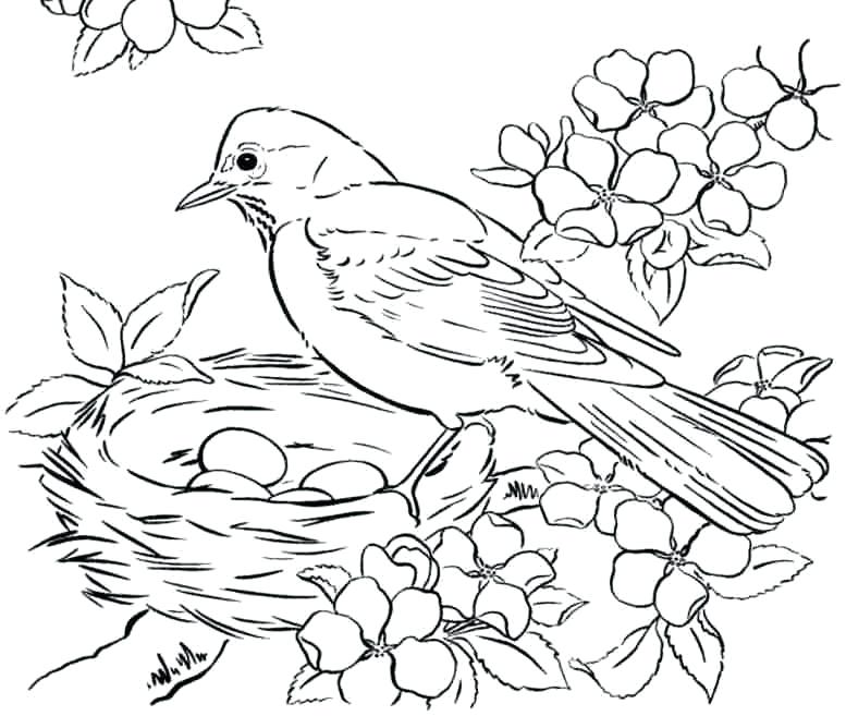777x657 Coloring Pages Of Birds Parakeet Parakeet Coloring Page Coloring